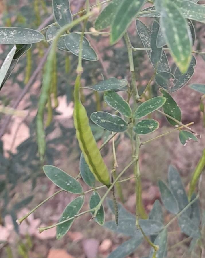 Senna pendula
