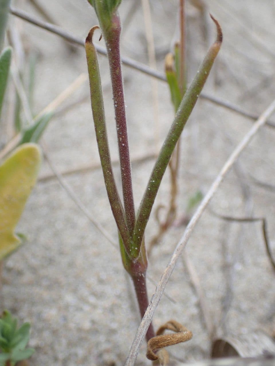 Silene conica 21