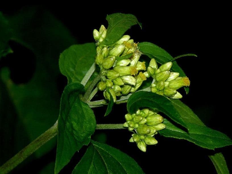 Schistocarpha 11