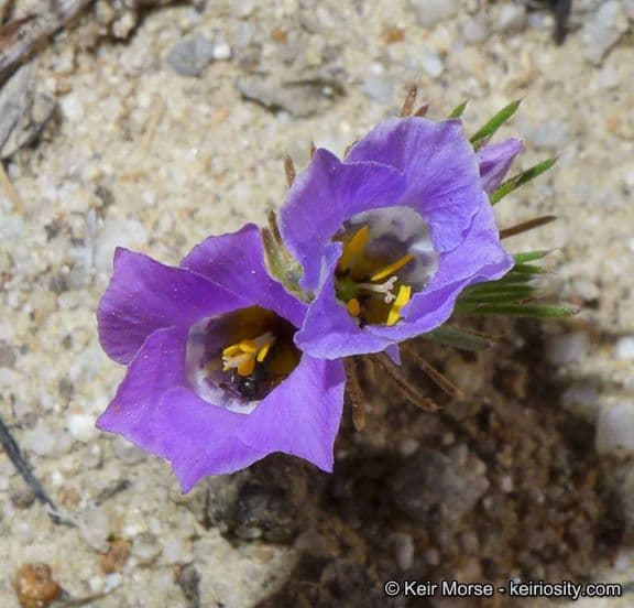 Linanthus 6