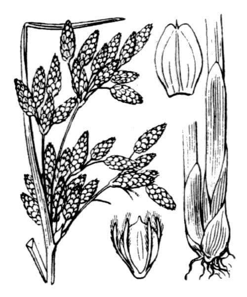 Schoenoplectus litoralis 5