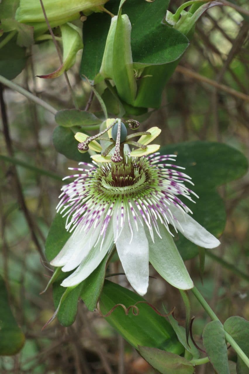 Passiflora 2