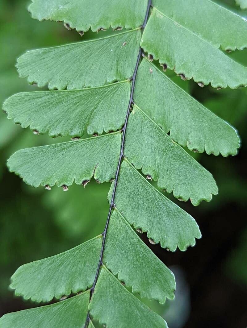 Helecho culantrillo 8