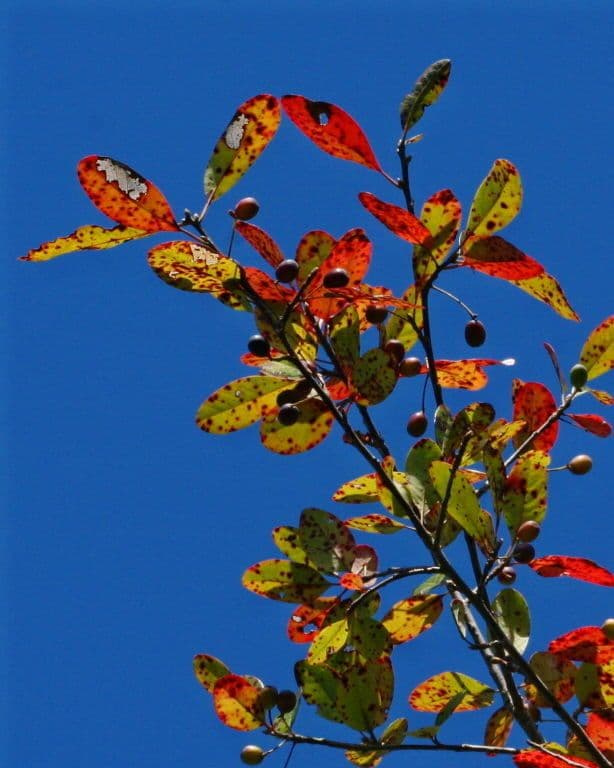 Nyssa sylvatica 5