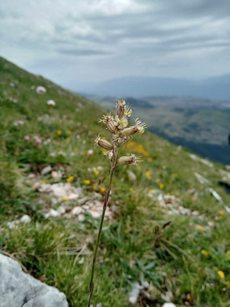 Silene 4