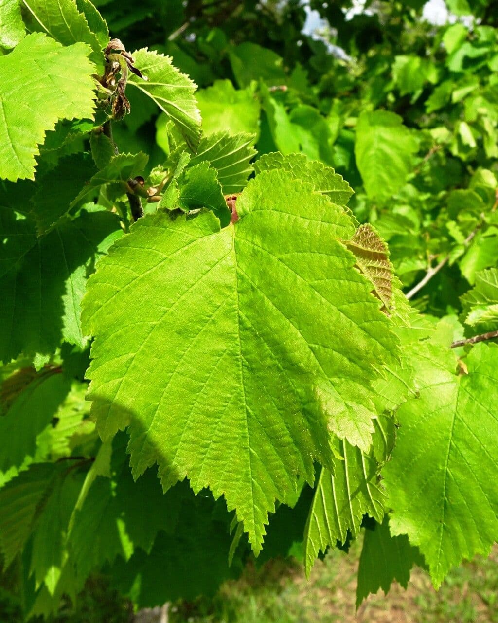 Baumhasel 18