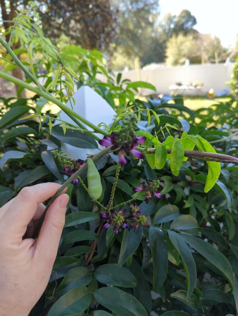 Wisteriopsis 4