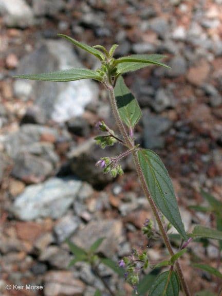 Trichostema 3