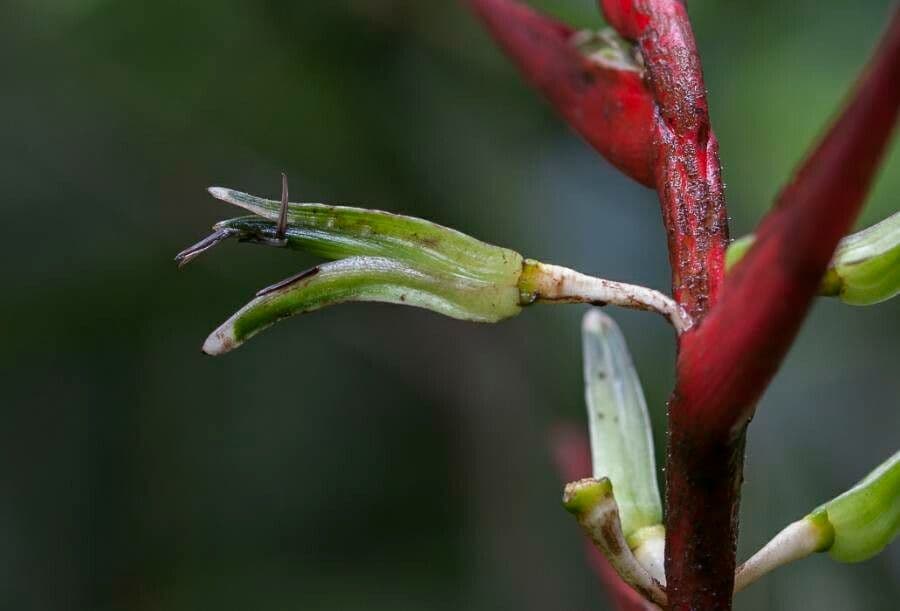 Heliconia 6