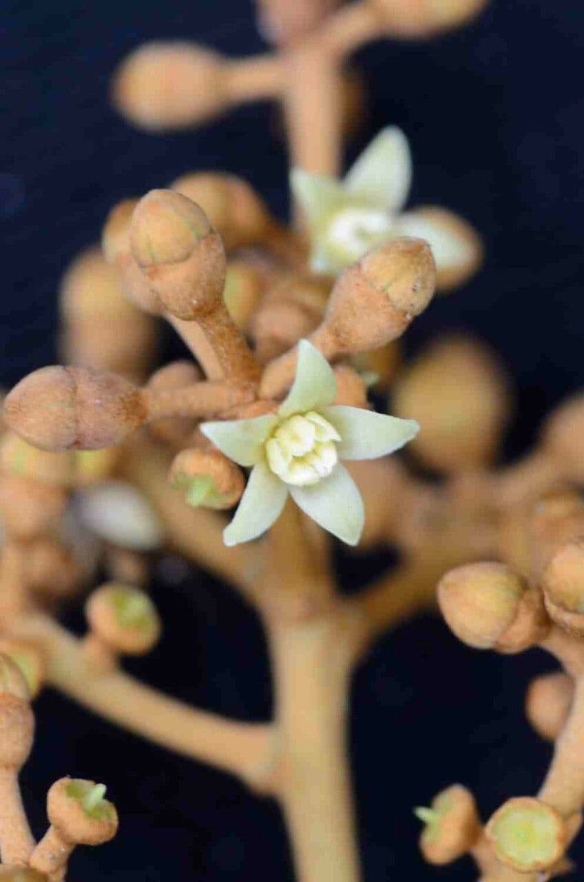 Yagrumo macho 6
