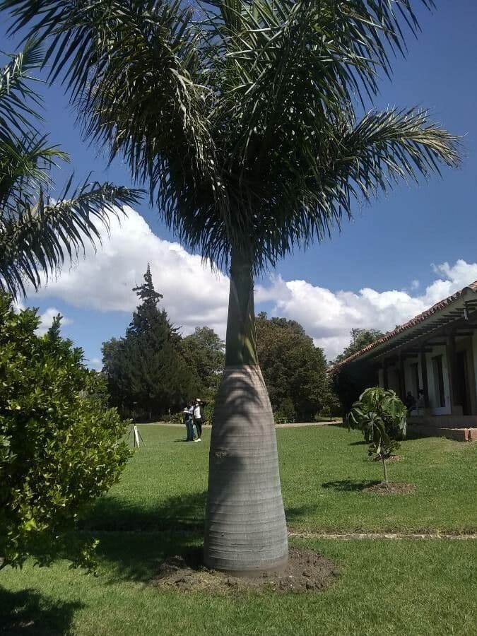 Palma real cubana 18