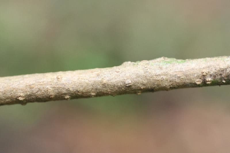 Brosimum rubescens 14