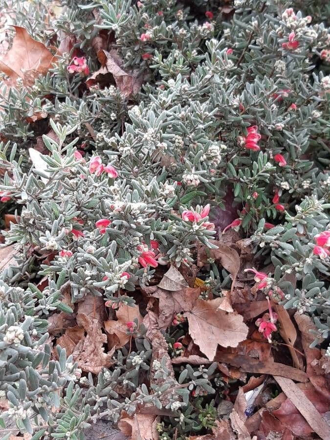 Grevillea lavanda