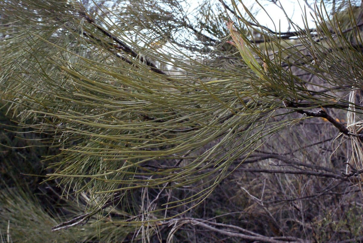 Grevillea 9