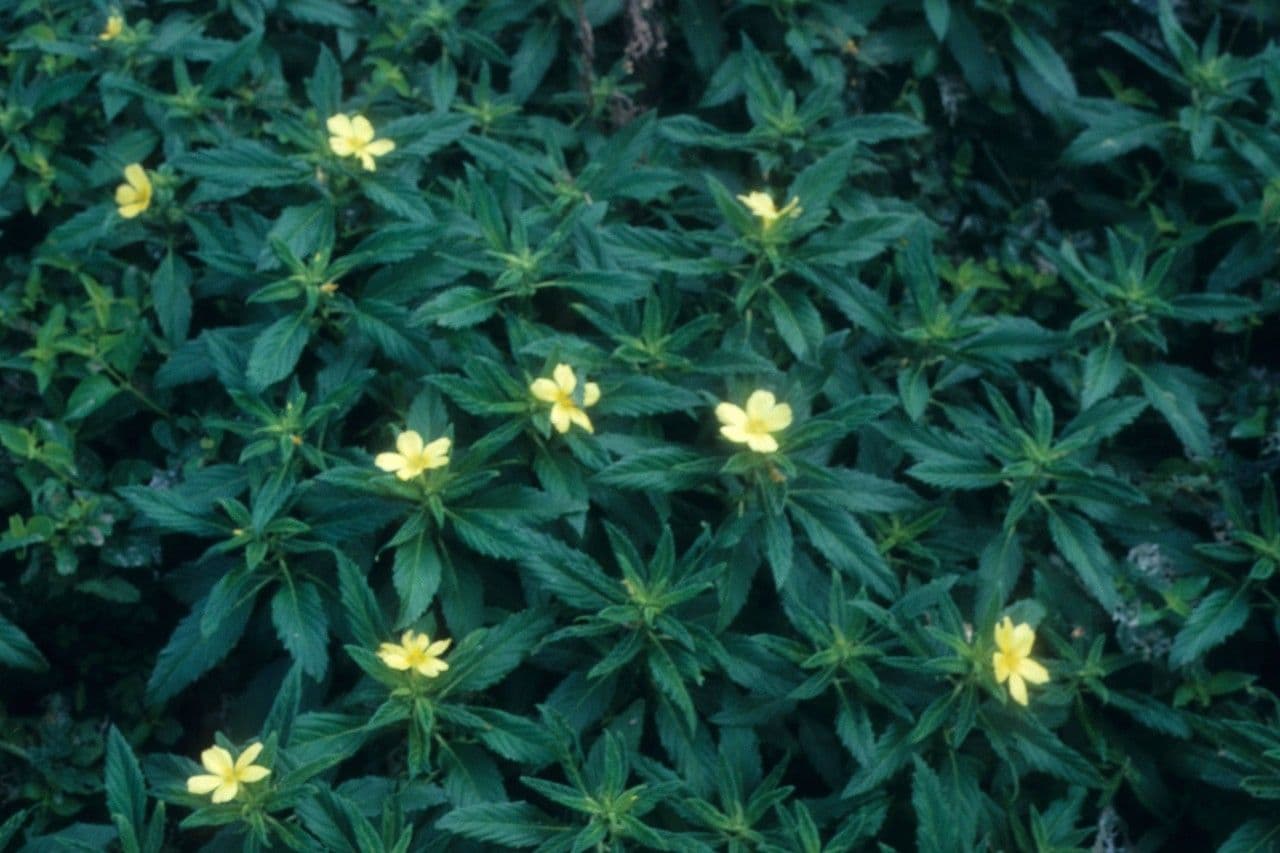 Piriqueta 8