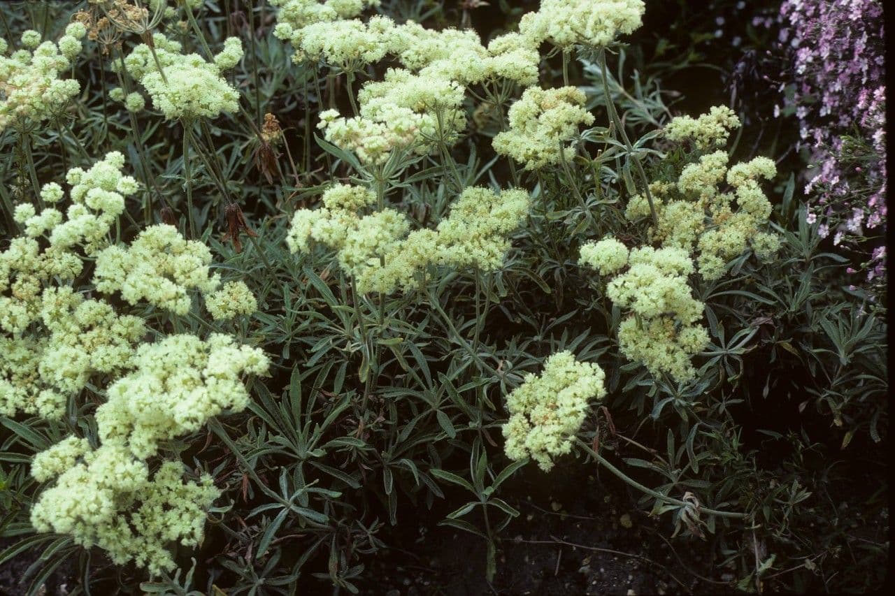 Eriogono eracleo 6