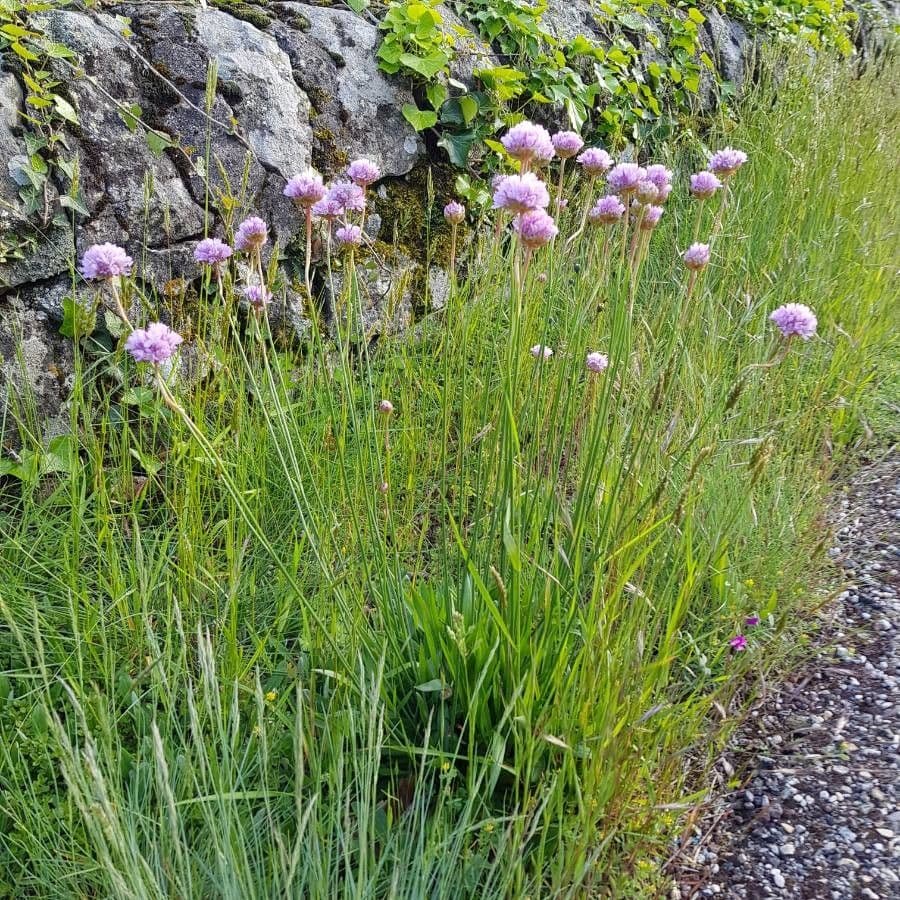 Armeria alpina 9