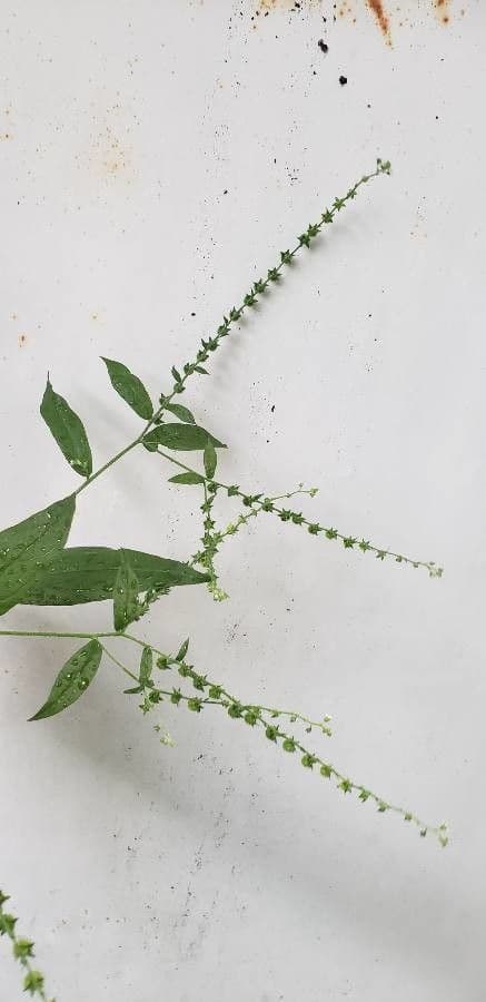 Hackelia virginiana 20