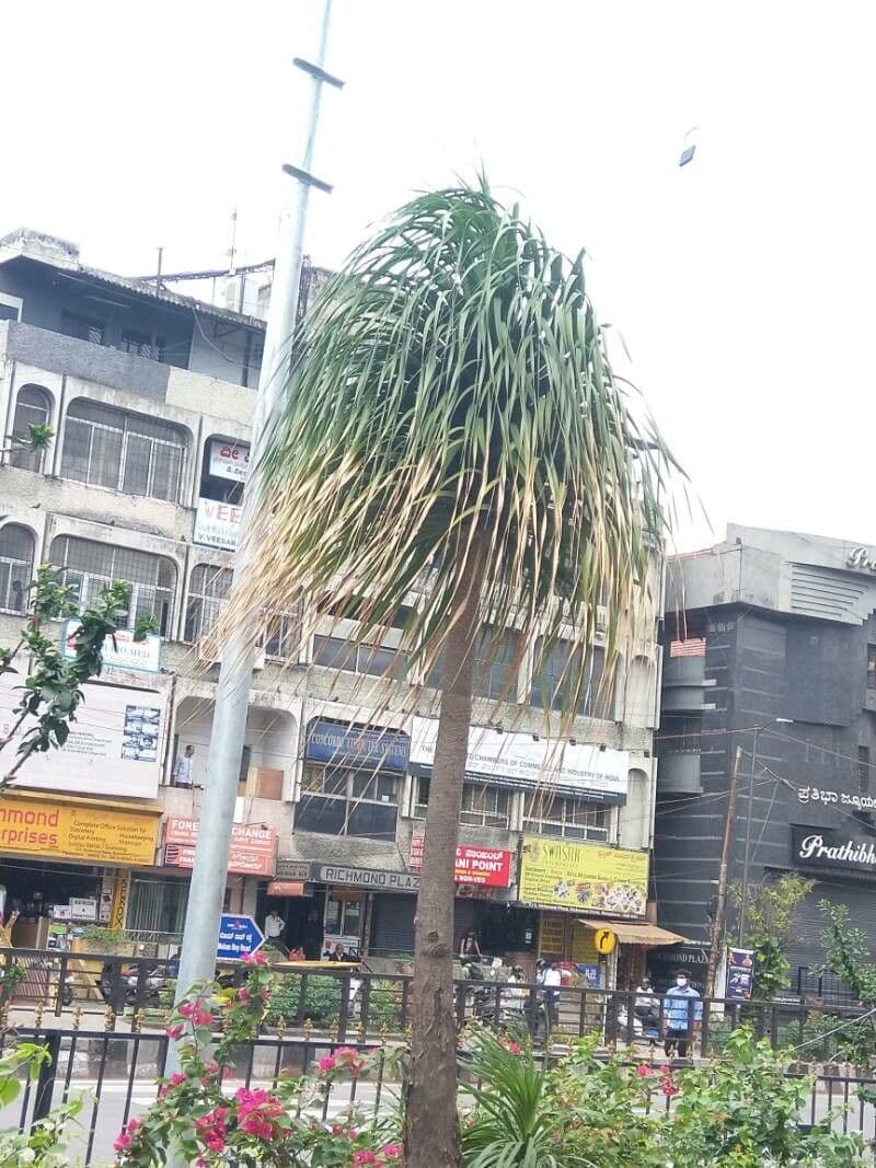 Ponytail palm 4