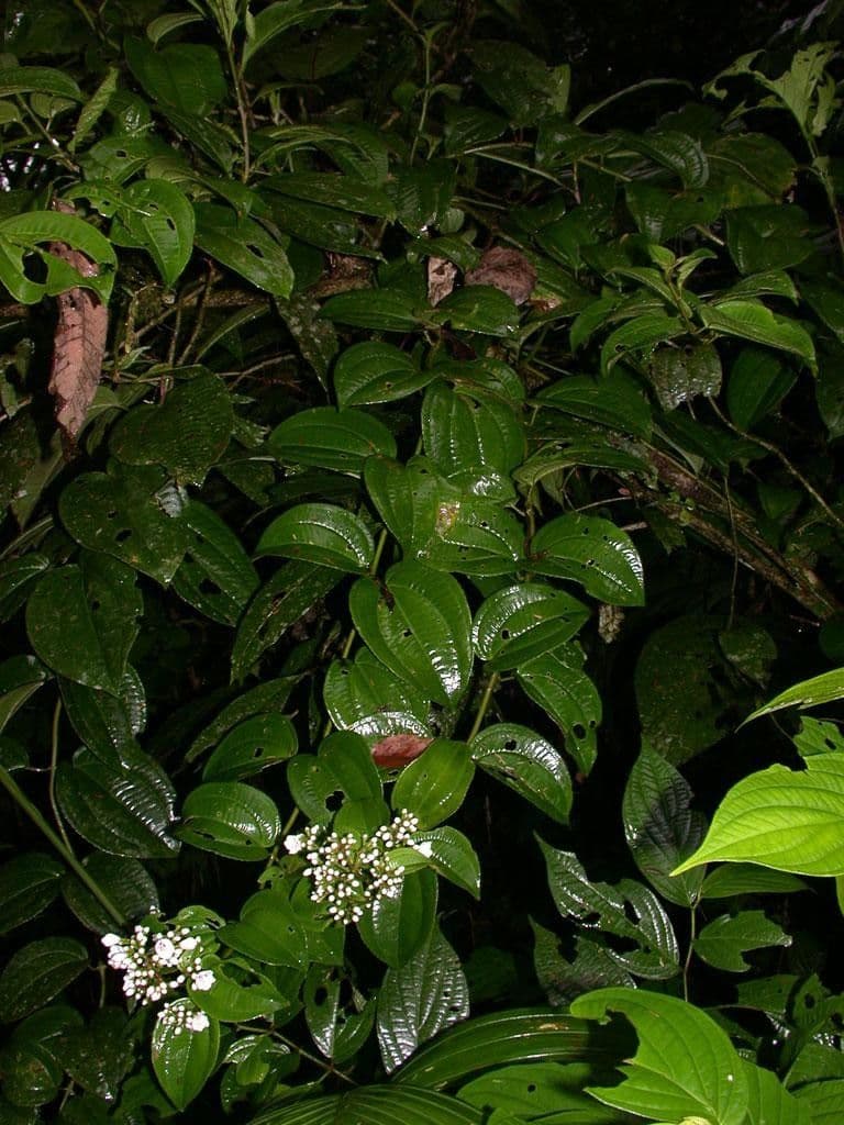 Adelobotrys 12