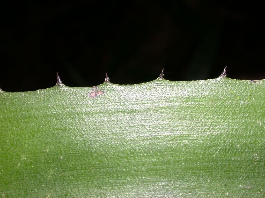 Aechmea 15