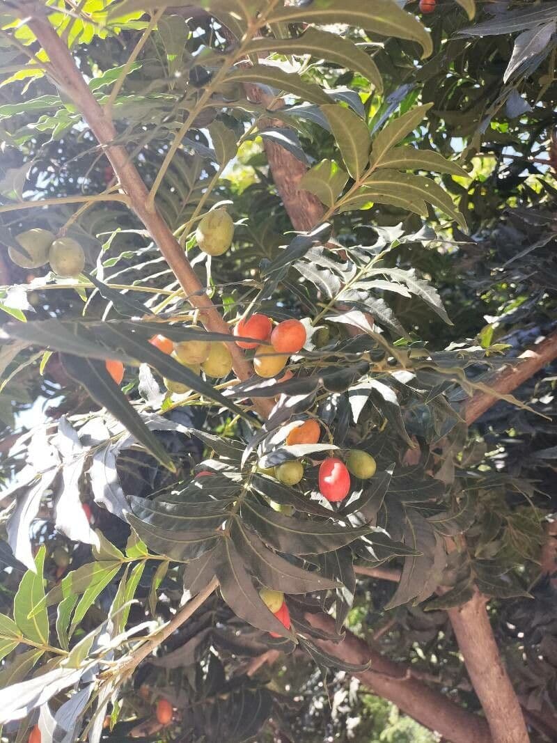 Kafferpflaume