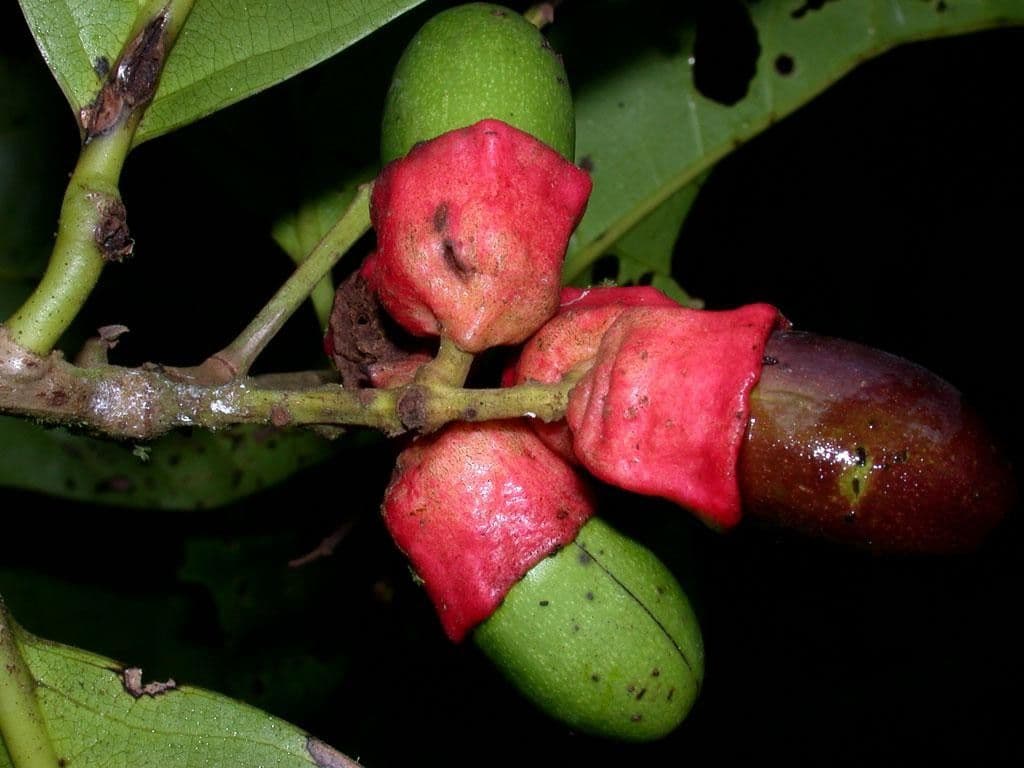 Mespilodaphne macrophylla 3