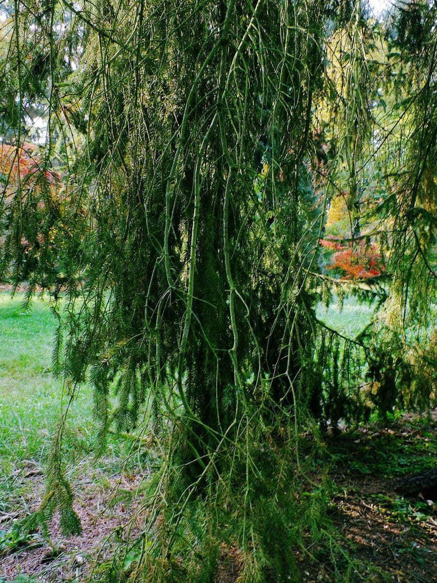 Abete brachytyla 12