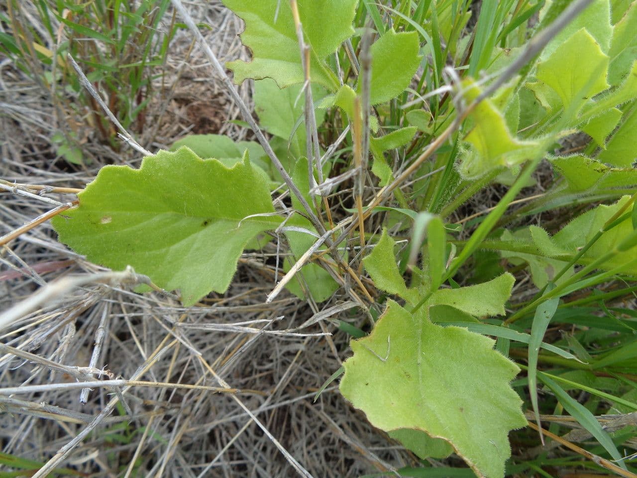 Senecio 4