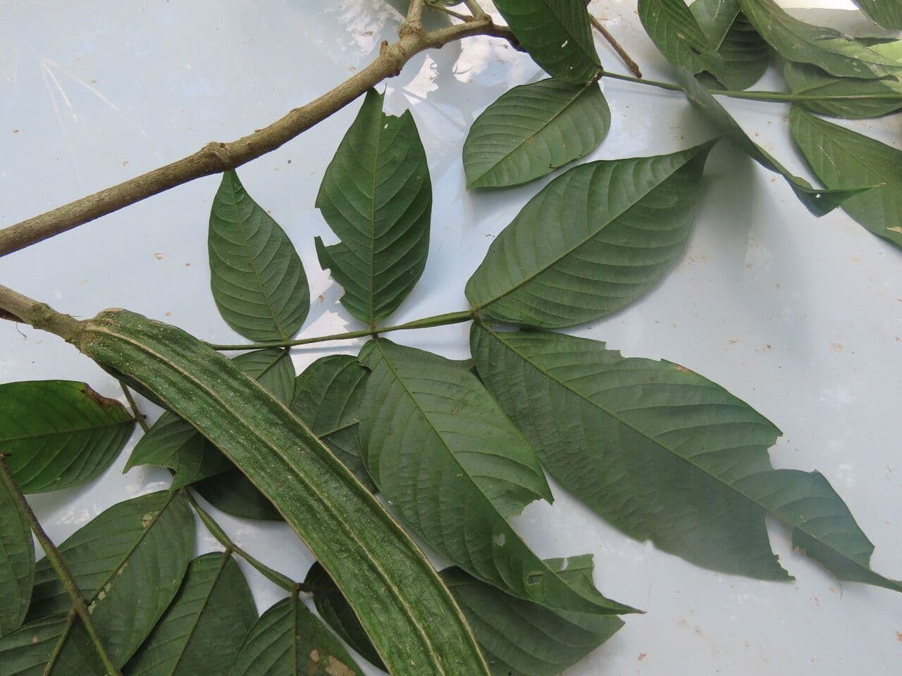 Inga 15
