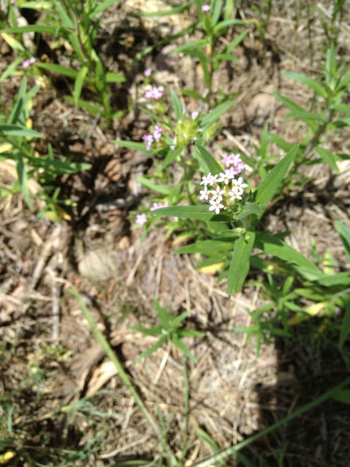 Collomia lineare 8