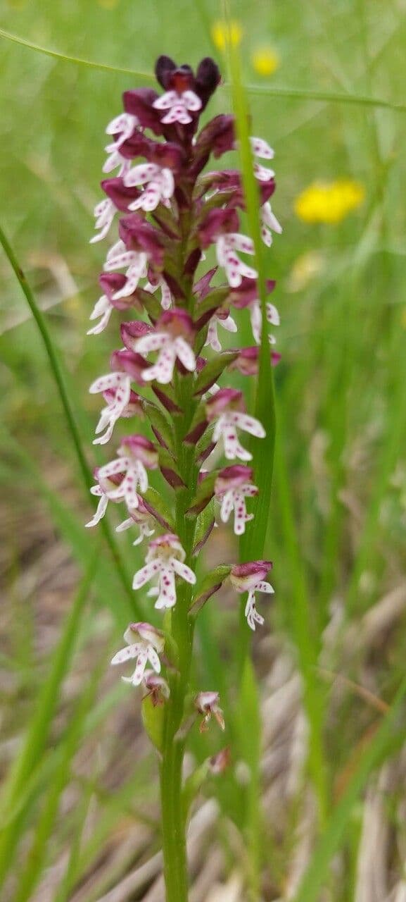 Orchide bruciacchiata 19