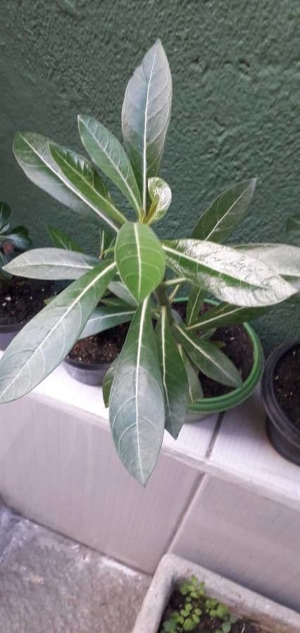 Adenium 9