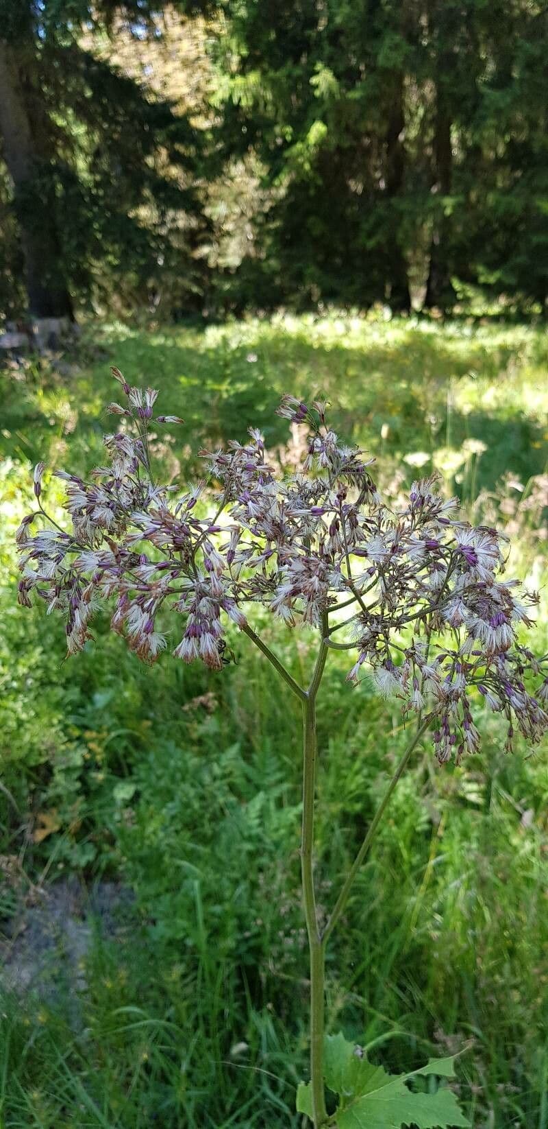Grauer Alpendost