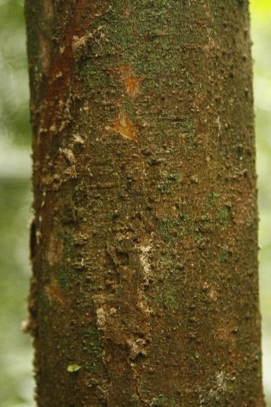 Aniba 5