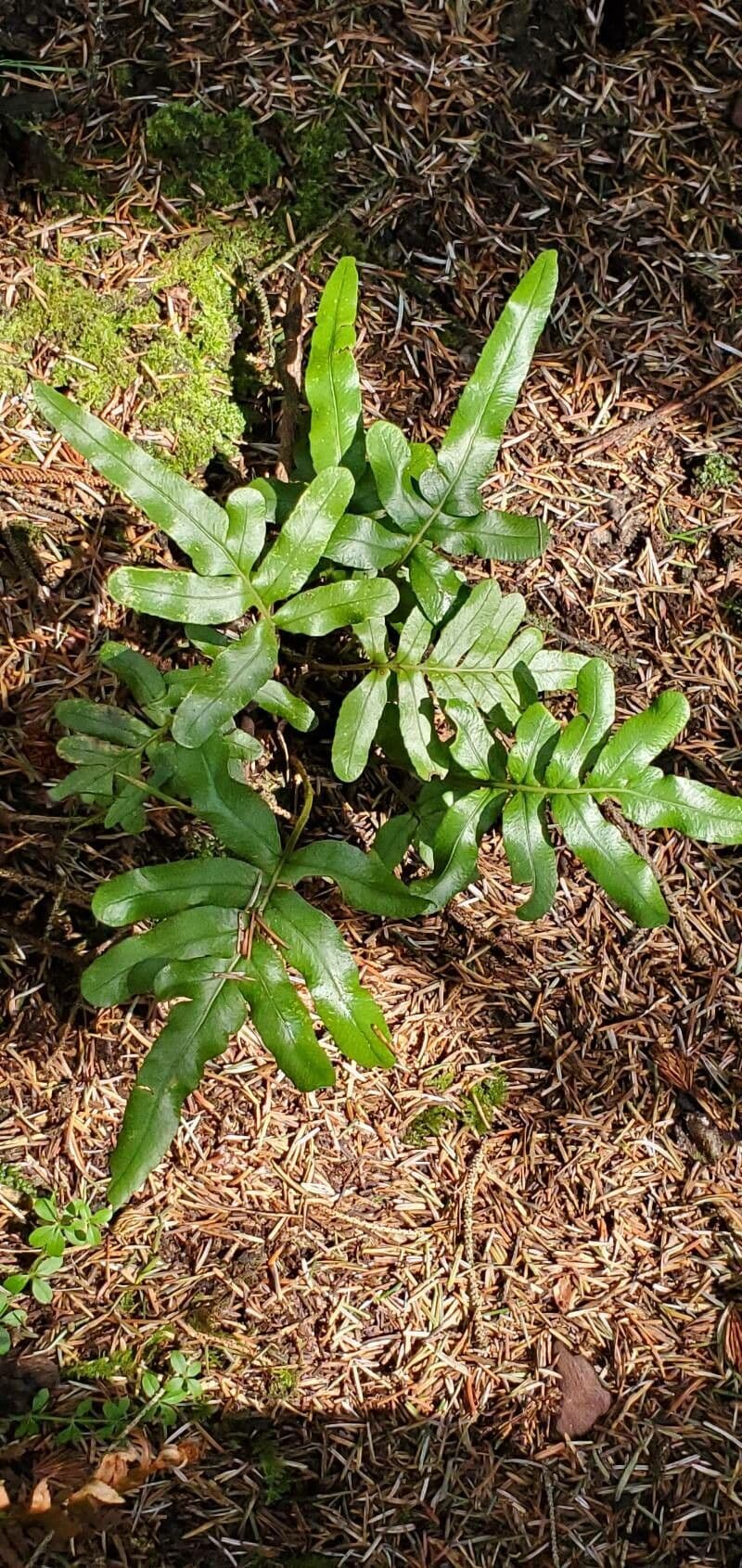 Polypode coriace 9