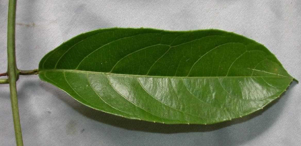 Passiflora lucida 8