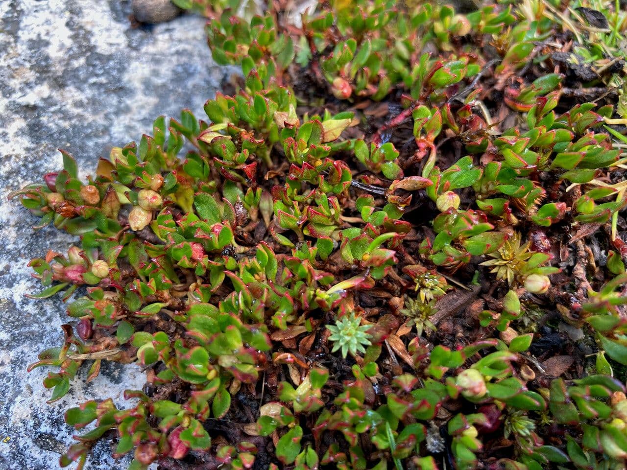 Muehlenbeckia 4