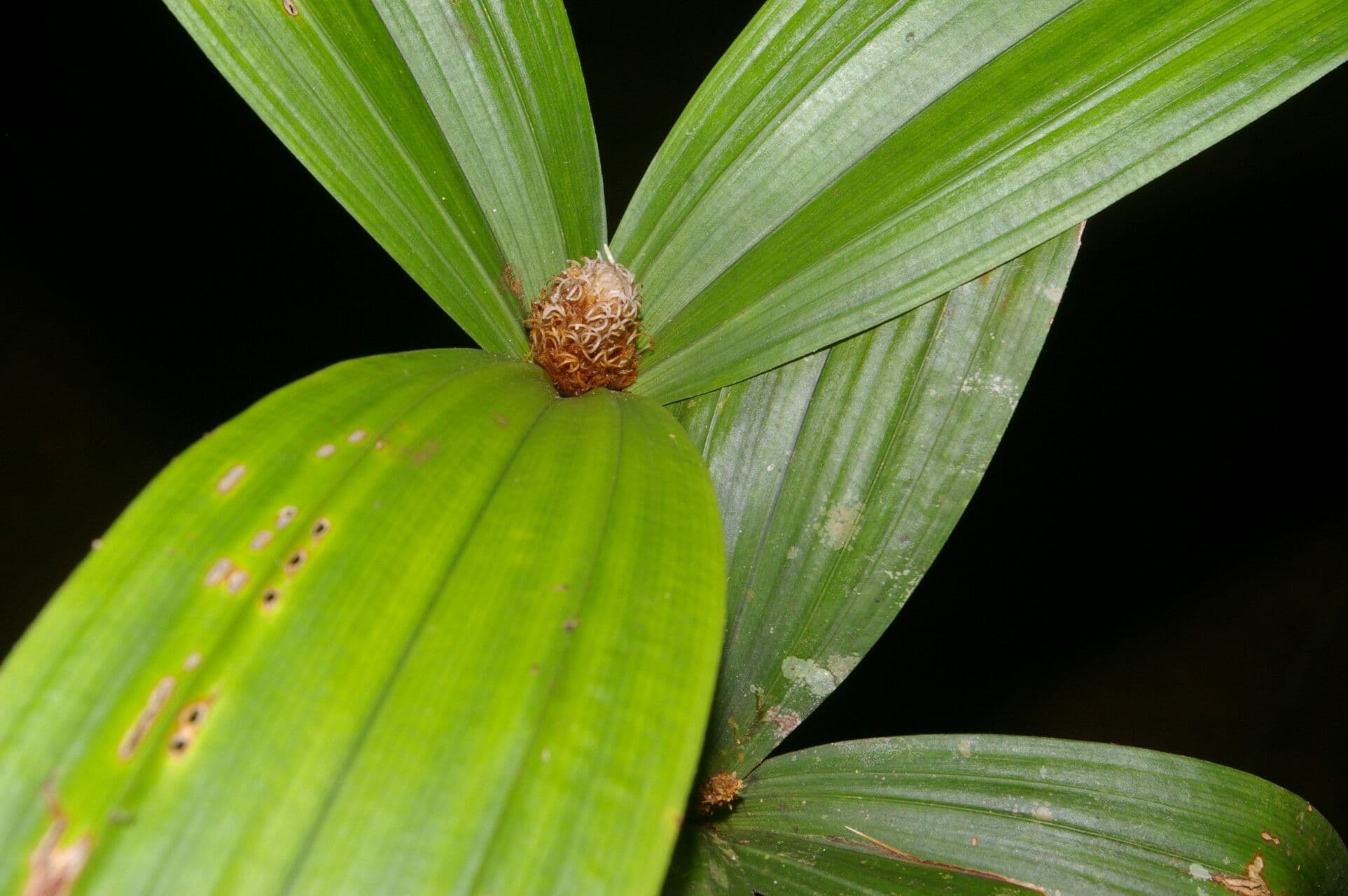 Mapania 13