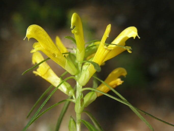 Pedicularis angustifolia 2