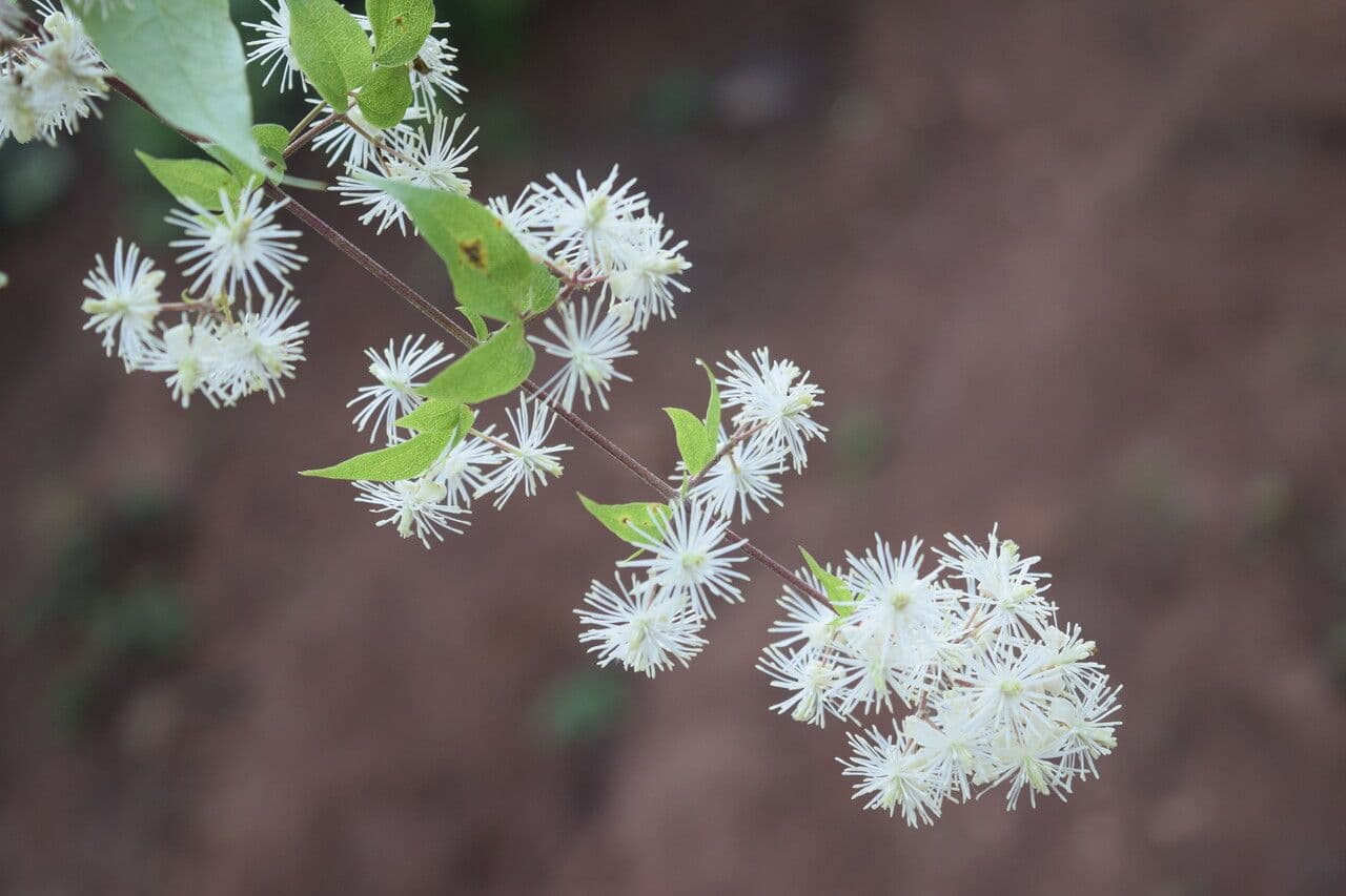 Clematis