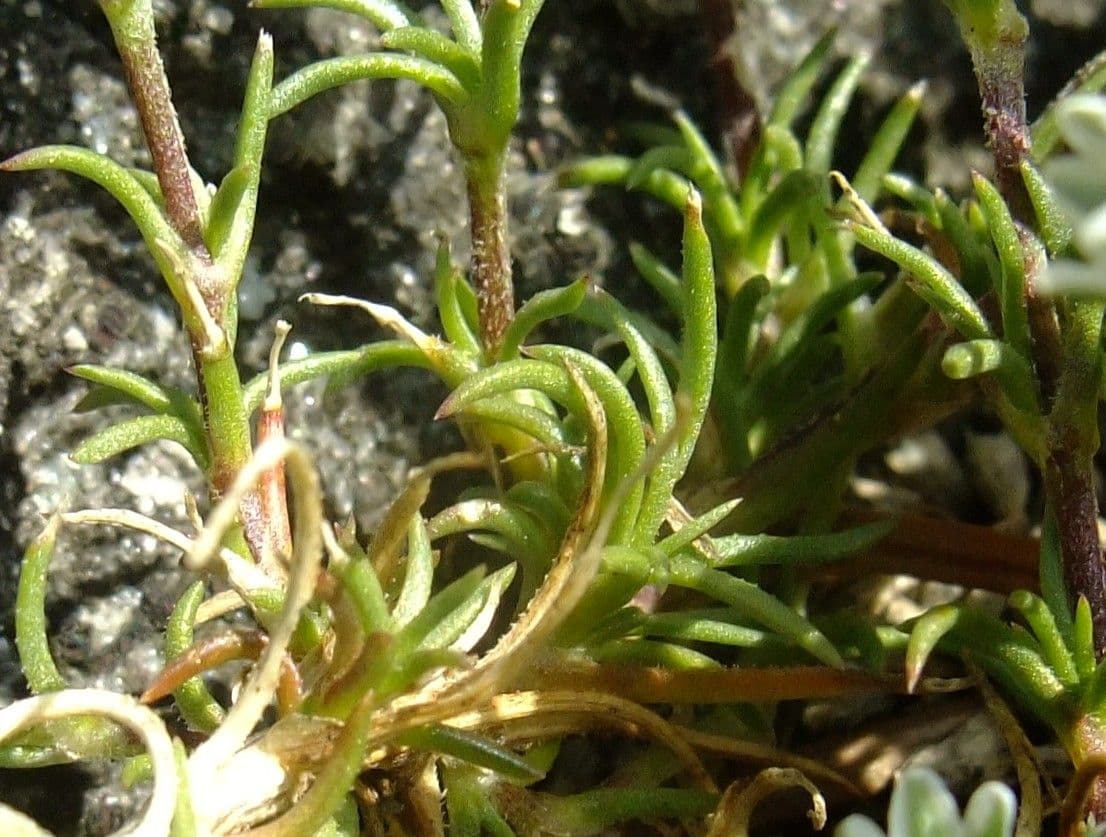 Centonchio perenne 8
