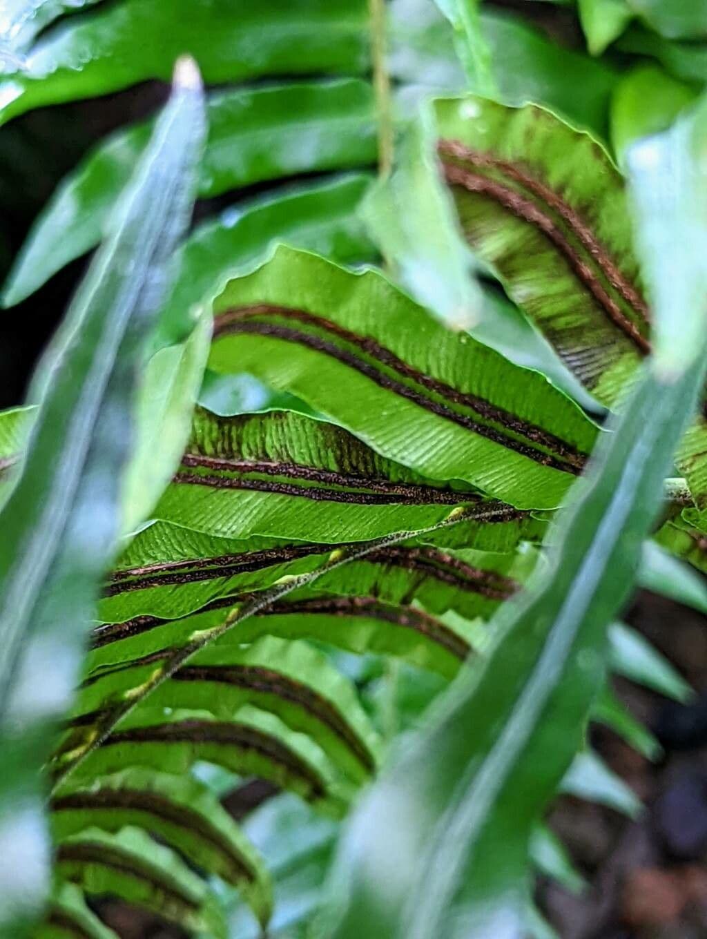 Blechnum australe 3