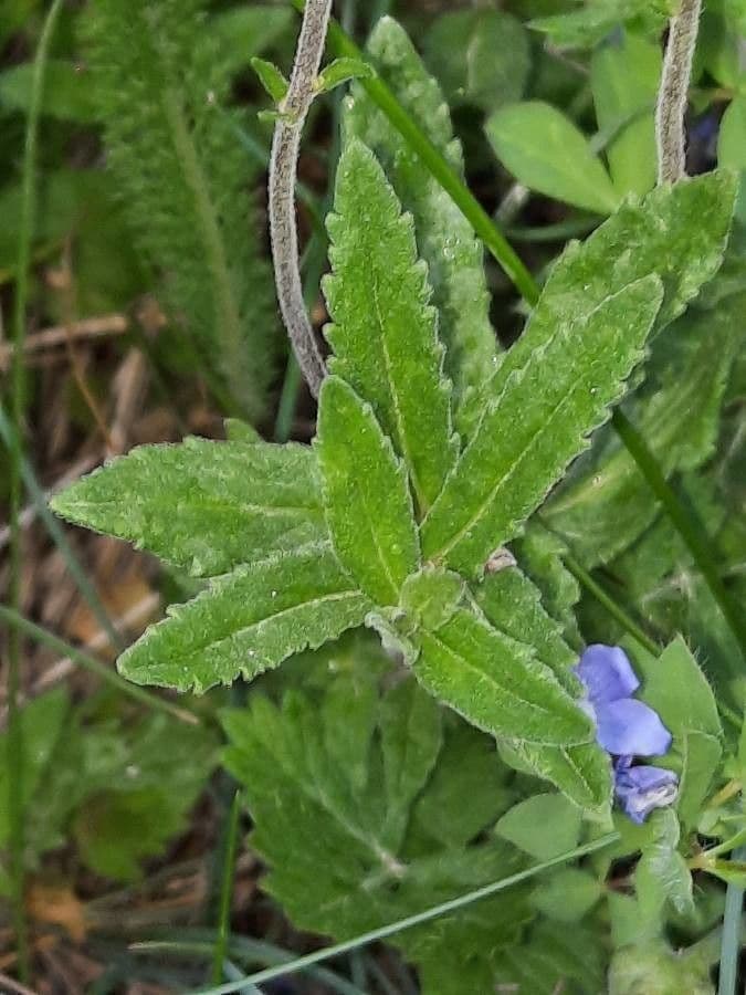 Veronica austriaca 18