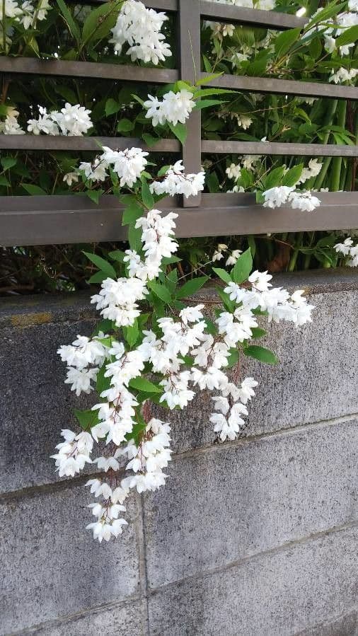 Deutzia gracilis 8