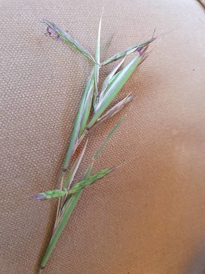 Erba Tambookie