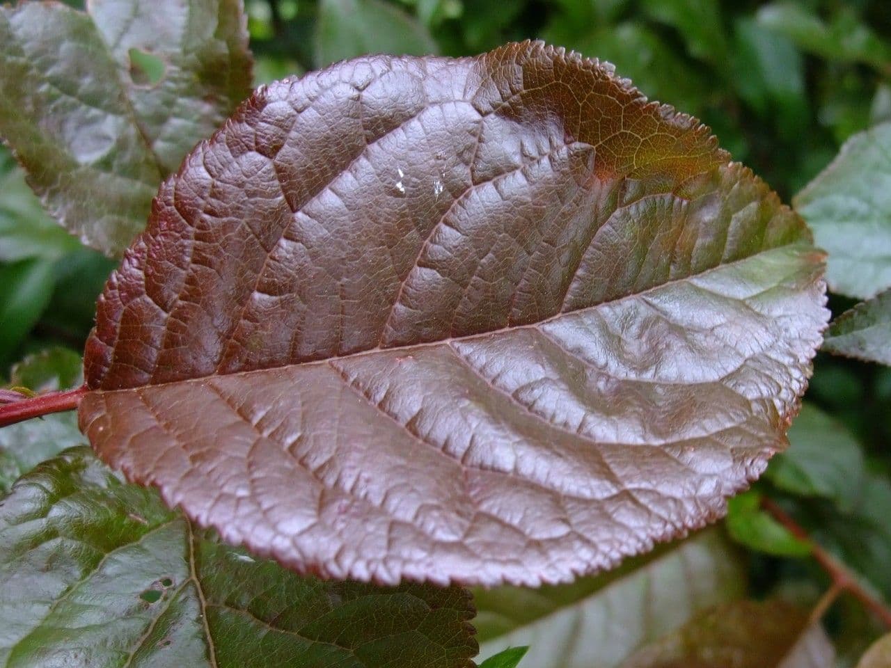 Mirabolano 16