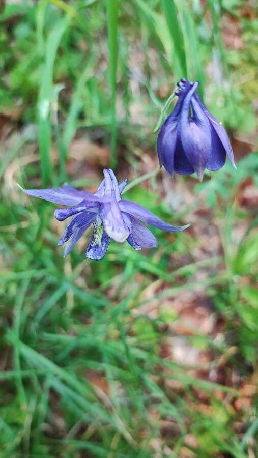 Aquilegia 4