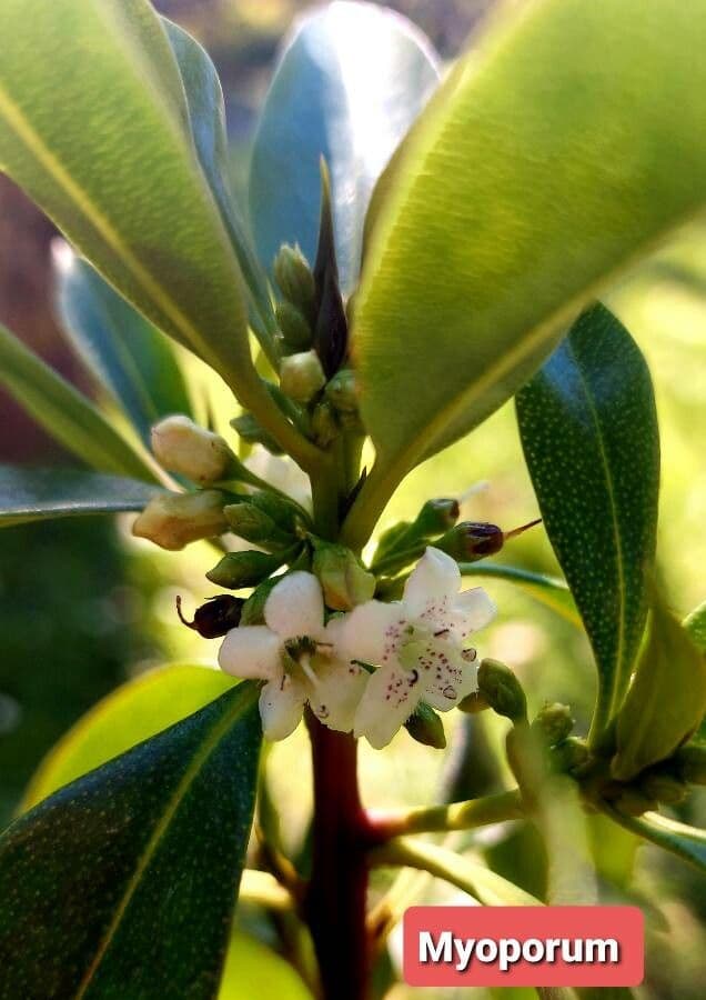 Myoporum laetum 6