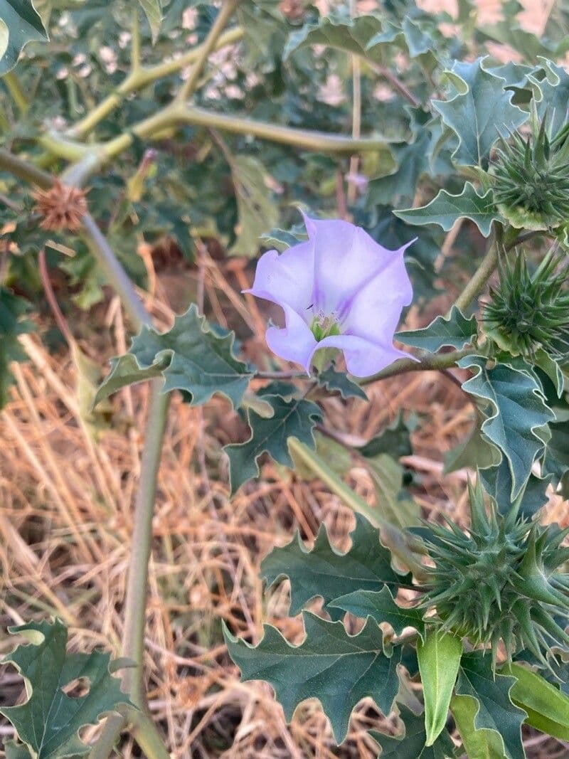 Datura 14
